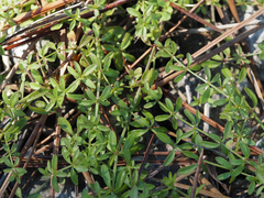 Galium bermudense