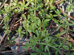 Galium bermudense