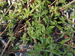 Galium bermudense