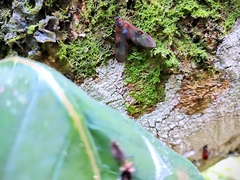 Cosmosoma cingulatum