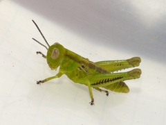 Melanoplus differentialis