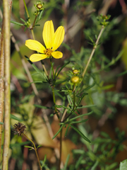 Bidens mitis