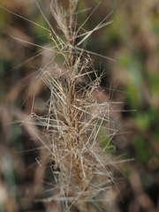 Aristida spiciformis