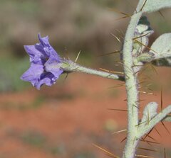 Solanum cleistogamum