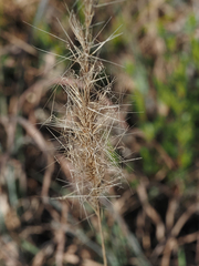 Aristida spiciformis