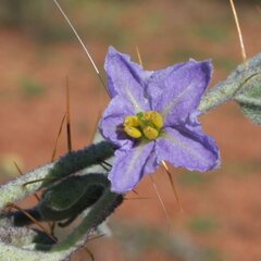 Solanum cleistogamum