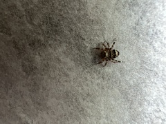 Thorelliola ensifera