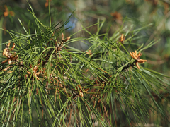 Pinus clausa
