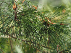 Pinus clausa