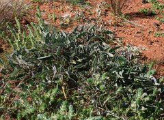 Solanum cleistogamum