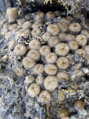 Palythoa