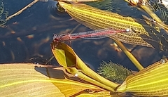 Oxyagrion rubidum