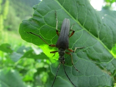 Stenocorus meridianus