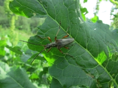 Stenocorus meridianus