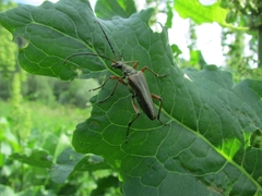 Stenocorus meridianus
