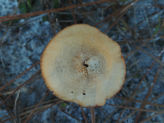 Laccaria trullisata