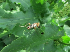 Stenocorus meridianus