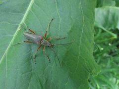 Stenocorus meridianus