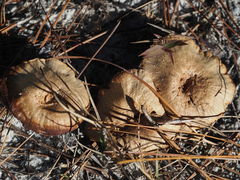 Laccaria trullisata
