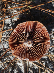 Laccaria trullisata