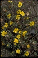 Lessingia germanorum
