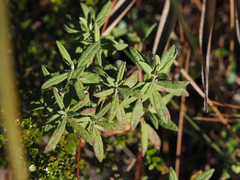 Crocanthemum corymbosum