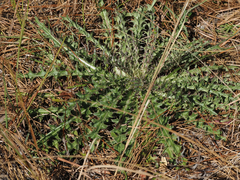 Cirsium horridulum