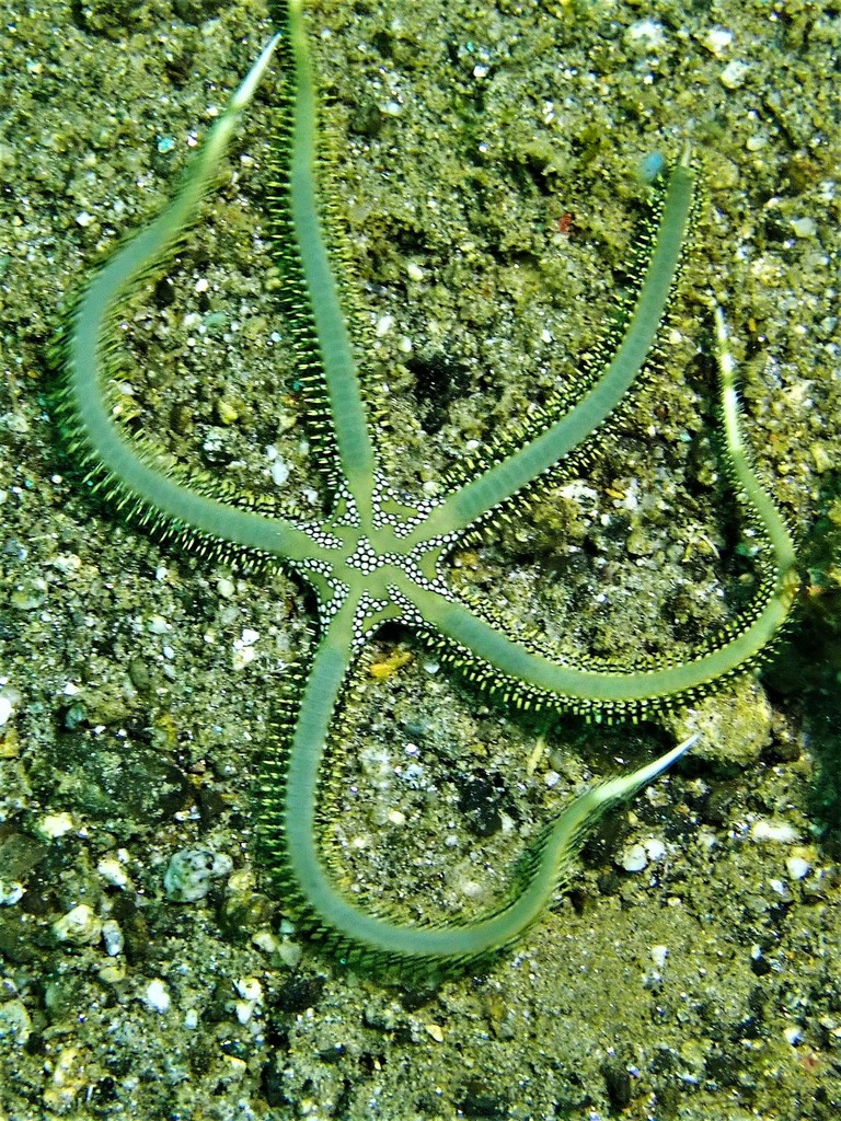 Ophiarachna