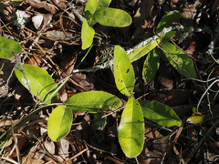 Geobalanus oblongifolius