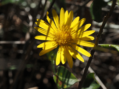 Heterotheca subaxillaris