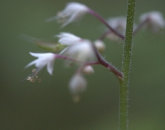 Tiarella