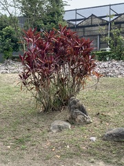 Excoecaria cochinchinensis