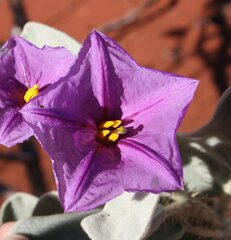 Solanum phlomoides