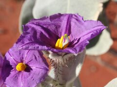 Solanum phlomoides