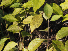 Callicarpa americana