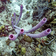Porites astreoides