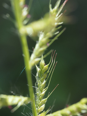 Echinochloa walteri