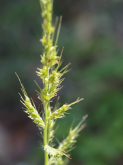 Echinochloa walteri
