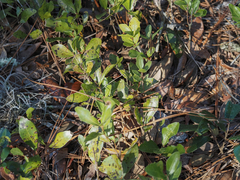 Geobalanus oblongifolius