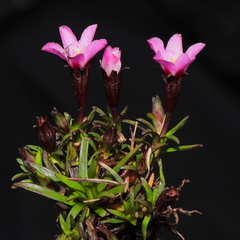 Gentianella nitida