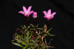 Gentianella nitida
