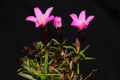 Gentianella nitida