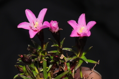 Gentianella nitida