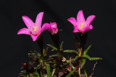 Gentianella nitida