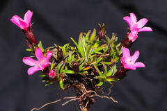 Gentianella nitida