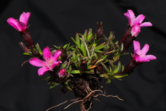 Gentianella nitida