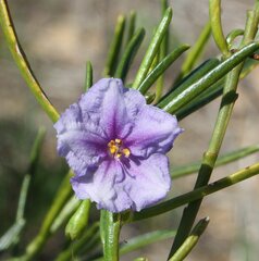 Solanum capsiciforme