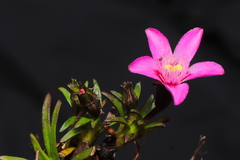 Gentianella nitida