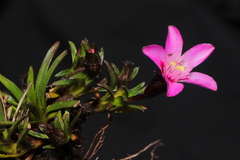 Gentianella nitida