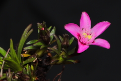 Gentianella nitida